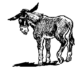 Donkey Hotty